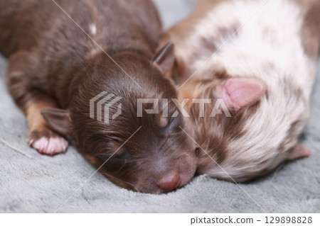 Two puppies are sleeping on a blanket 129898828