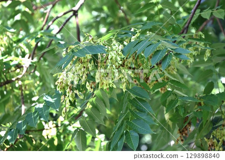 Ailanthus fruit (wing fruit), Shinju (divine tree), Tree of Heaven 129898840
