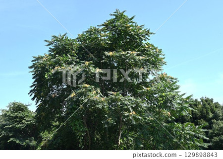 Ailanthus fruit (wing fruit), Shinju (divine tree), Tree of Heaven 129898843