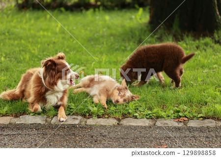 Three dogs are playing in a grassy area 129898858