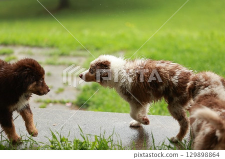 Three dogs are playing in a grassy area Three dogs are playing in a grassy area 129898864
