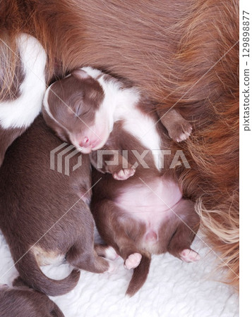 Brown and white puppy is sleeping with its mother 129898877