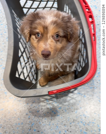 A Playful Puppy Happily Nestled Inside a Laundry Basket Filled with Soft Bedding Items A Playful Puppy Happily Nestled Inside a Laundry Basket Filled with Soft Bedding Items 129898894