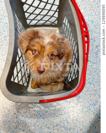 An adorable puppy nestled in a shopping basket, charming everyone with its joy and presence An adorable puppy nestled in a shopping basket, charming everyone with its joy and presence 129898895