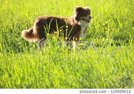 A brown and white dog is standing in a field of tall grass A brown and white dog is standing in a field of tall grass 129899018