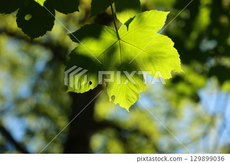 Leaf is shown in the sunlight, with a hole in it. . Leaf is shown in the sunlight, with a hole in it. . 129899036