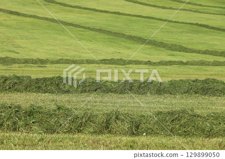 A field of grass with a green stripe of weeds 129899050