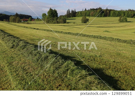A field of grass with a red barn in the background A field of grass with a red barn in the background 129899051
