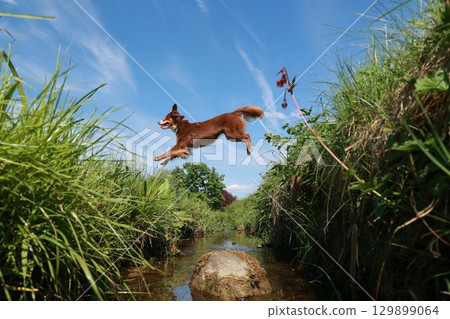 A brown dog is jumping over a stream 129899064