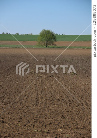 Tree is standing in a field of dirt Tree is standing in a field of dirt 129899072