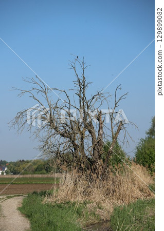 Tree with no leaves is standing in a field Tree with no leaves is standing in a field 129899082