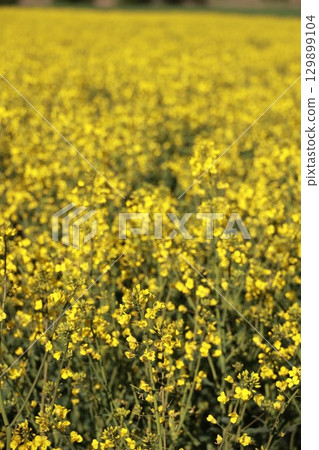 Field of yellow flowers with a bright sun shining on them Field of yellow flowers with a bright sun shining on them 129899104