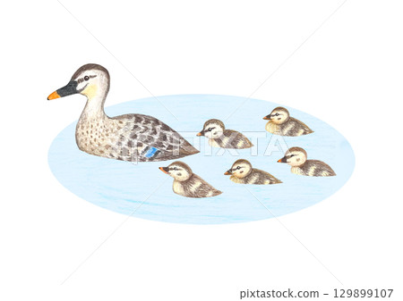 A family of spot-billed ducks swimming in a pond 129899107