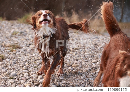 Two dogs playing in the snow, one of which has a collar on 129899155