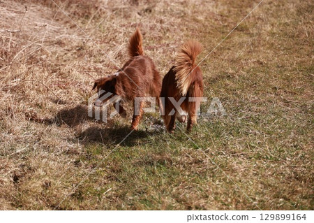 Two dogs are running in a field of grass Two dogs are running in a field of grass 129899164