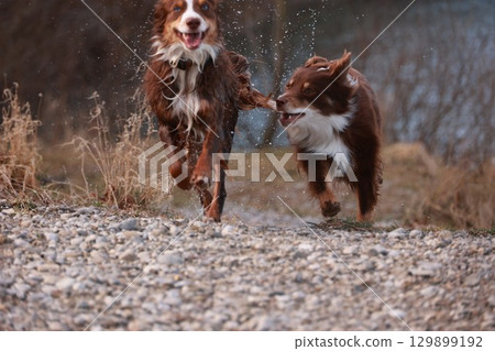 Two dogs are running and playing in the dirt 129899192