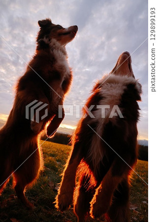 Two dogs are jumping in the air, one of them is looking at the camera Two dogs are jumping in the air, one of them is looking at the camera 129899193