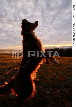 Dog is standing in a field with a beautiful sunset in the background 129899208