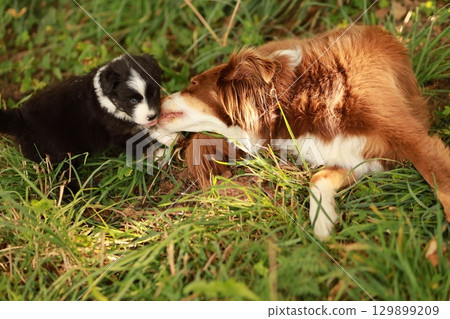 A small black and white dog is playing with a larger brown and white dog 129899209