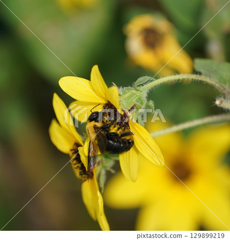 Kimune bee Kimune bee 129899219