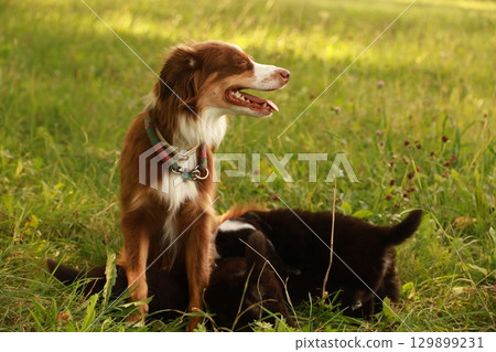 A brown and white dog is sitting in the grass with its mouth open A brown and white dog is sitting in the grass with its mouth open 129899231