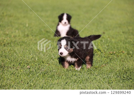 Two puppies are playing in a grassy field 129899240