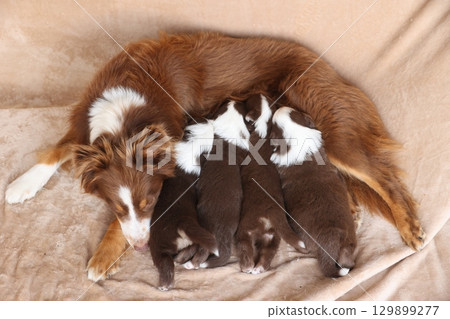 A mother dog is nursing her puppies A mother dog is nursing her puppies 129899277