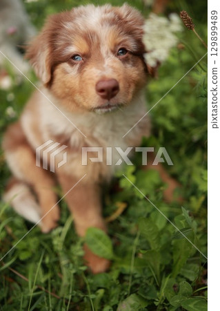 Brown and white dog is sitting in the grass 129899489