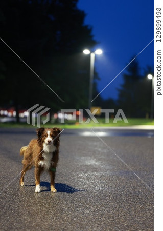 Brown and white dog is standing on a wet road at night Brown and white dog is standing on a wet road at night 129899498