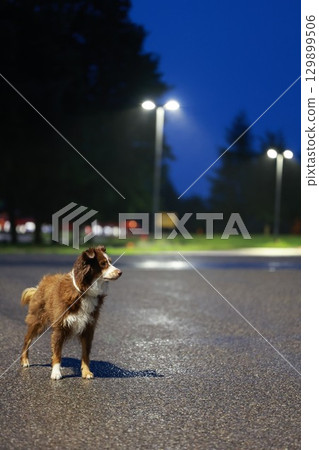 Brown and white dog is standing on a wet road at night 129899506