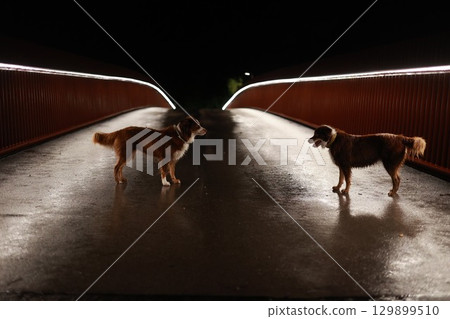Two dogs standing on a bridge at night 129899510