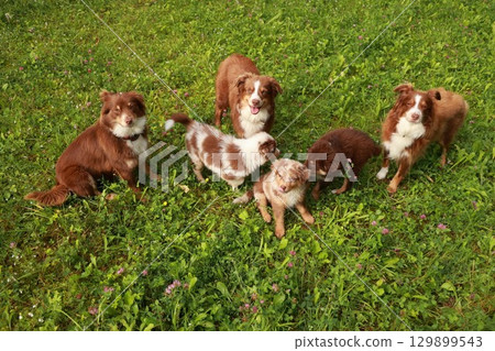 Group of dogs are standing in a grassy field 129899543