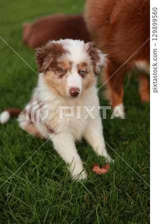 Small brown and white dog is sitting on the grass 129899560