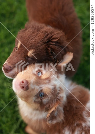 Two brown and white dogs are cuddling on the grass Two brown and white dogs are cuddling on the grass 129899574