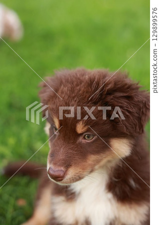 Brown and white dog is sitting on the grass Brown and white dog is sitting on the grass 129899576