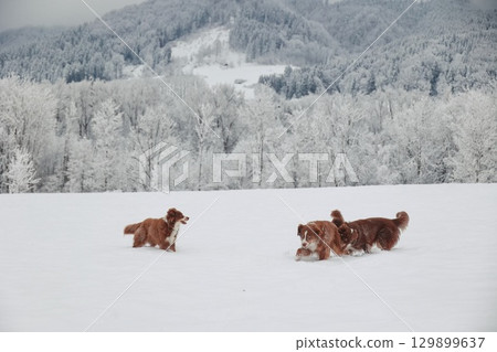 Three dogs are playing in the snow, one of which is brown Three dogs are playing in the snow, one of which is brown 129899637