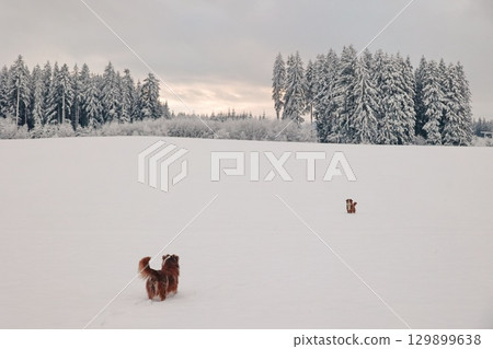 Two dogs are playing in the snow in a field Two dogs are playing in the snow in a field 129899638