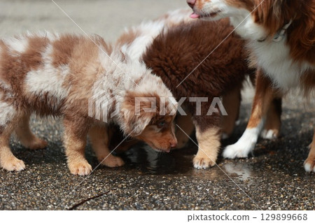 Group of puppies are playing in the rain 129899668