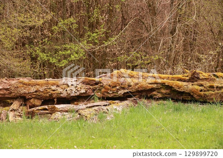 Large log is covered in moss and is sitting in a grassy field 129899720