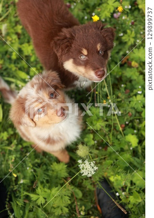 Two brown and white dogs are standing in a field of grass 129899737