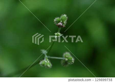 Fruit of the horse-trifoliage plant, horse-trifoliage plant, mountain-trifoliage plant 129899738
