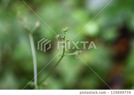 山三葉草的果實、山三葉草、山三葉草 山三葉草的果實、山三葉草、山三葉草 129899739