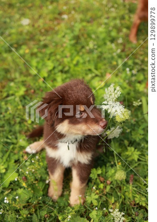 Brown and white dog is sitting in a field of grass Brown and white dog is sitting in a field of grass 129899778