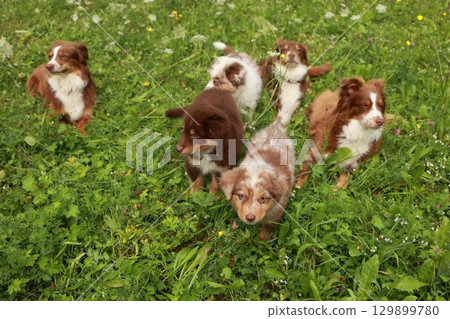 Group of puppies are standing in a field of grass Group of puppies are standing in a field of grass 129899780