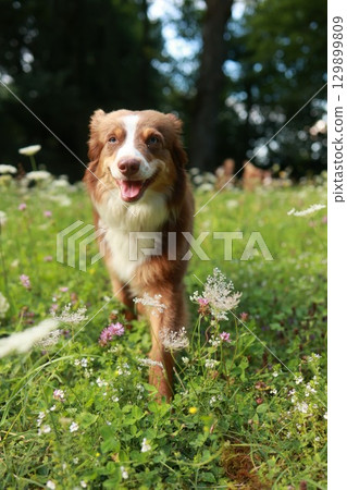 Brown and white dog is walking through a field of flowers 129899809