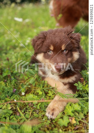Brown and white dog is laying in the grass 129899821