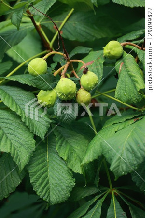 Tree with green leaves and green nuts 129899822