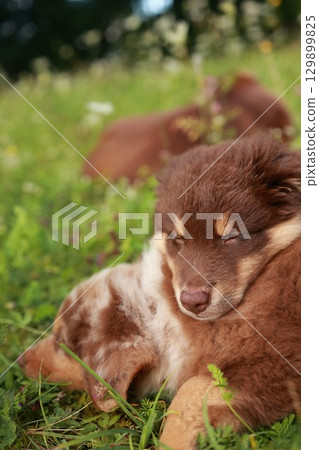 Brown and white dog is sleeping in the grass Brown and white dog is sleeping in the grass 129899825