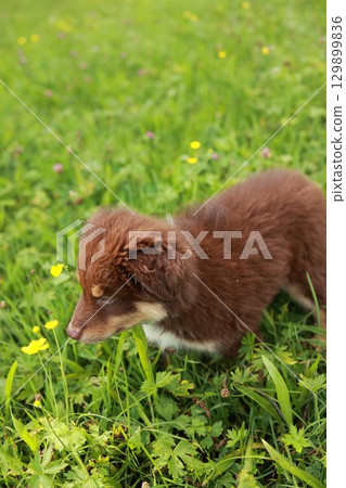 Brown dog is sniffing a yellow flower in a field Brown dog is sniffing a yellow flower in a field 129899836