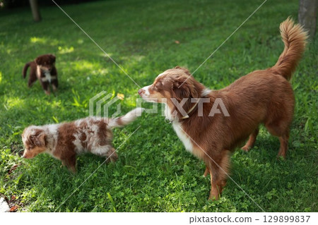 Three dogs are playing in a grassy field 129899837